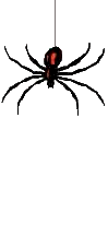 spider_animated5